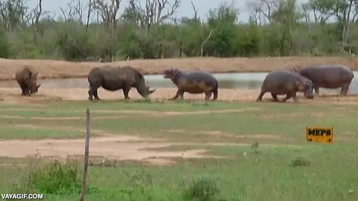 hipopotamo,rinoceronte,cobarde,cualquiera se asustar&iacute;a,pero usa tu cuerno!,mejor que no se hagan da&ntilde;o