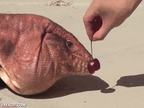 comer,trollear,en vertical,cereza,lagarto,iguana,intentar,morder