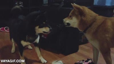 Yo intentando calmar a mi novia después de comentarle algo sobre la belleza de mis amigas perro,shiba-inu,calmar,enseñar los dientes,calma,no te enfades cari,tu eres más guapa que ninguna