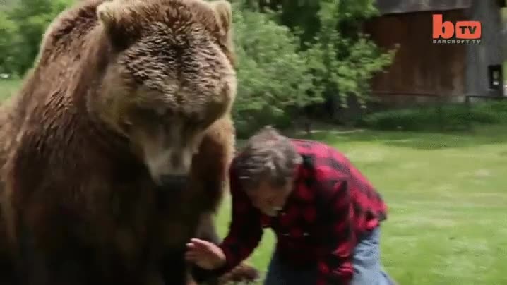 oso,amigo,mascota,humano,jugar,confianza,confiar