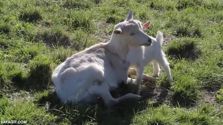 cabra,insistir,cabrita,ganas de jugar,incordiar,que paciencia,ni&ntilde;os