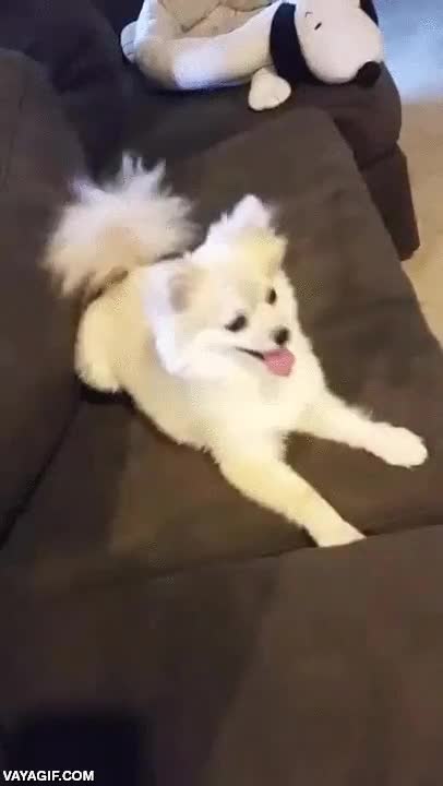 perro,refugio,adoptado,rescatado,tranquilo,nervioso al m&aacute;ximo