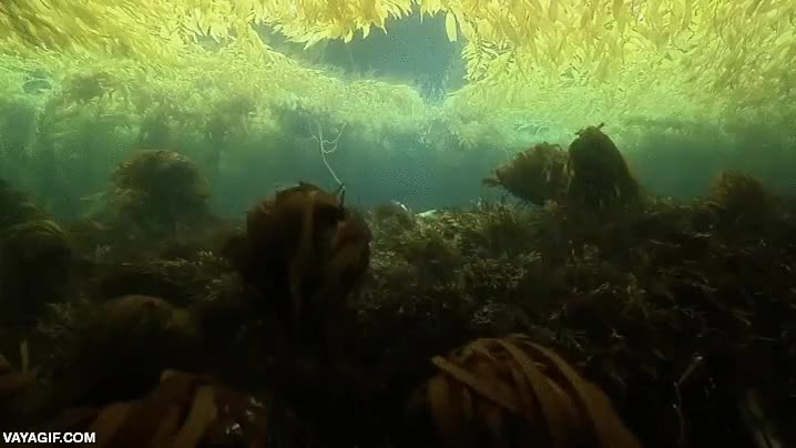 algas,foca,leon marino,kelp,bosque,rio,inundado