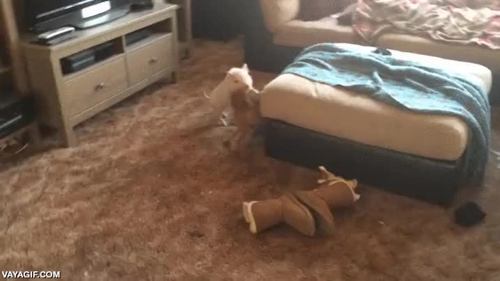 en realidad juegan,perro,cerdo,jugar,pelea