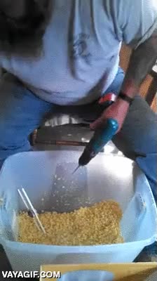 mazorca,maiz,pelar,granos,desgranar,vaciar,taladro,destornillador electrico
