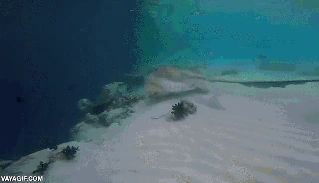 manta,raya,tibur&oacute;n,oceano,nadar,profundidades