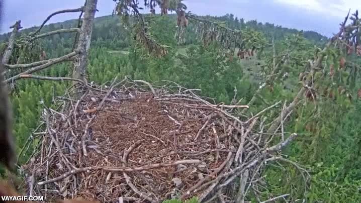 aguila,pajaro,ave,nido,aterrizar,fail,al menos no cae