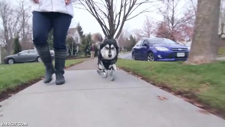 husky,perro,protesis,caminar,correr,impresion 3D