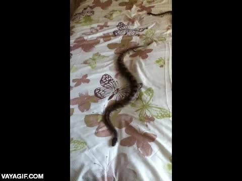 sabana,serpiente,resbalar,deslizarse,como una cinta de correr