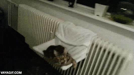 gato,humano,meter el dedo,da gracias que no te ha mordido,te lo merecías,interrumpir