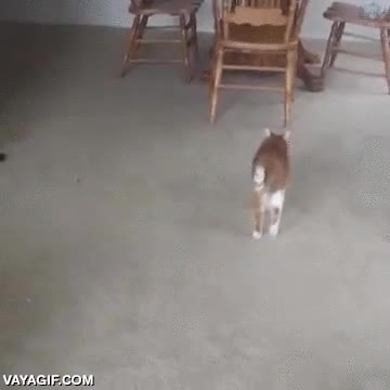 gato,perro,empujar,tirar,el gato es muy perro,al suelo