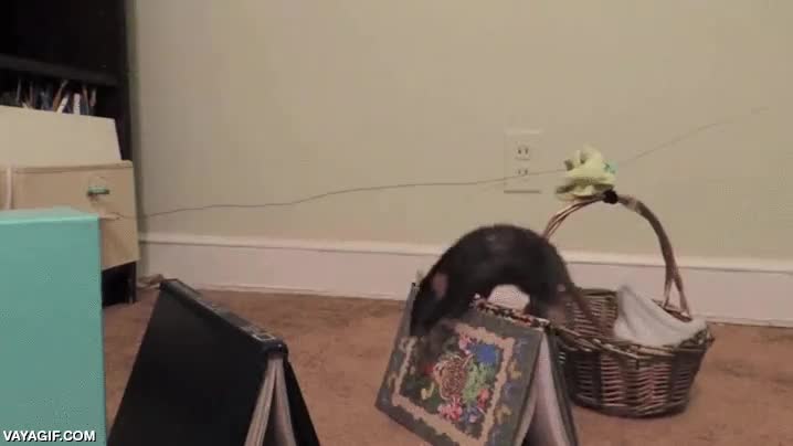 rata,circuito,entrenar,adiestrar,recorrido,no debe ser f&aacute;cil