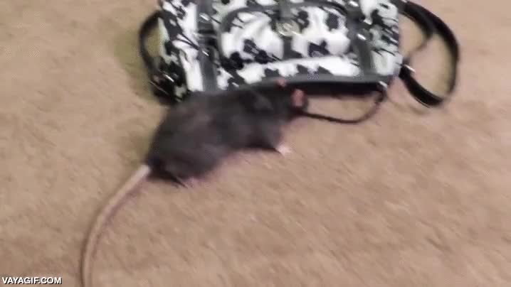 practica,productiva,cartera,abrir,robar,quitar,adiestrar,rata