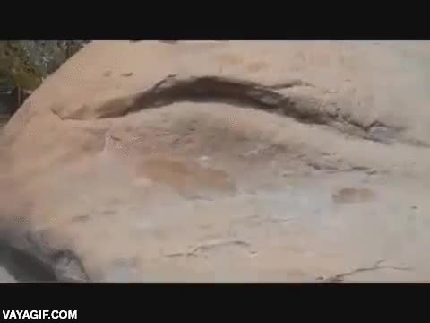 lagarto,iguana,flexiones,indiferencia,ignorar,perrito de la pradera