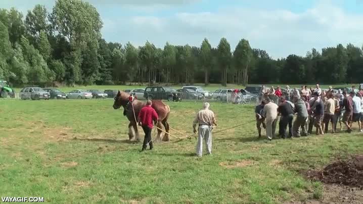m&aacute;s que todos estos t&iacute;os,caballo,fuerza,traccion,potencia,arrastrar