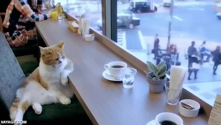 caf&eacute;,morri&ntilde;a,sobarse,gato,dormir,descanso