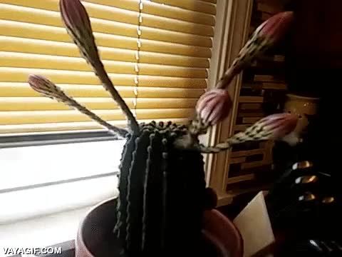 cactus,florecer,flores,timelapse,precioso,belleza