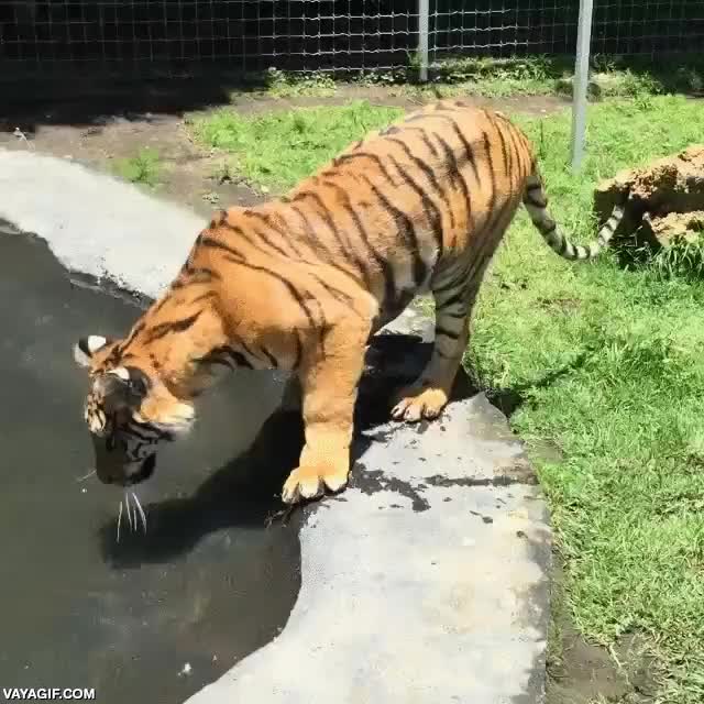 tigre,torpe,cachorro,mojarse,charco,primer contacto,agua