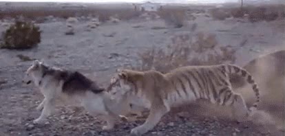 susto,normal tambi&eacute;n,tigre,ataque,se nota que solo juega,perro,miedo,entre las piernas