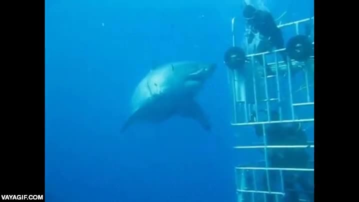 tiburon,gran blanco,pedazo de bicho,muy grande,aunque a m&aacute;s grande m&aacute;s lento,jaula
