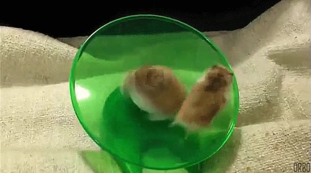 rueda,dar vueltas,wiiiiiiii,hamster,mareo,velocidad supersonica,riete de sonic