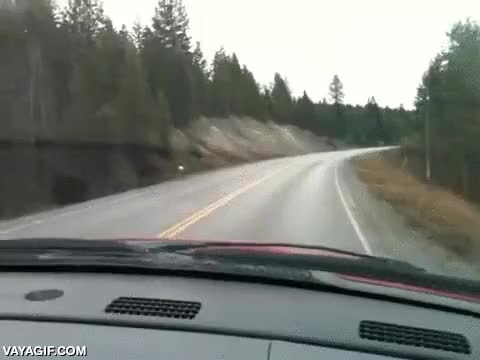 naturalidad,cabra,fail,asfalto,resbalar,creer que nadie te ve,coche,grabación,carretera