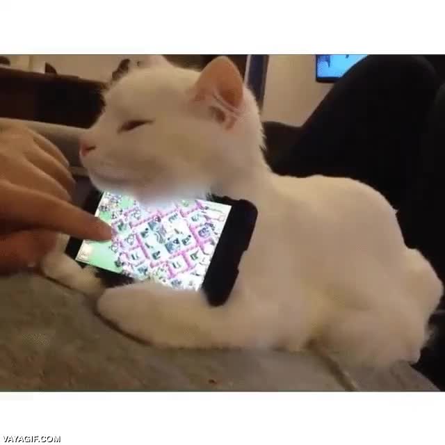 gato,soporte,aguantar,no se mueve,muy util