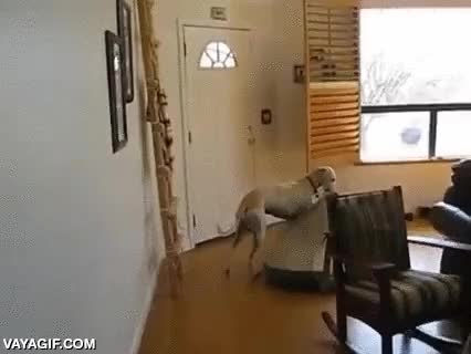 perro,buen sitio,cojín,cama,tumbarse,al solecito