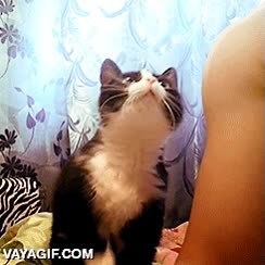 gato,pedir,caricias,insistir,boop,tocar,cansino,cari&ntilde;oso