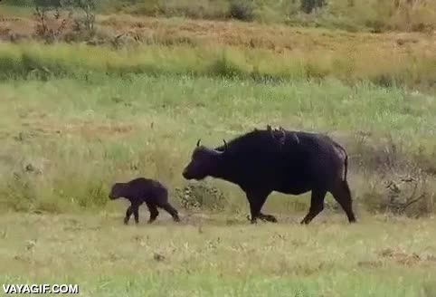 cazar,leones,bufalo,africano,proteger,poco que hacer,triste pero real,leon