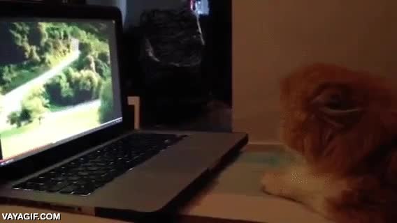 asustar,susto,screamer,pantalla,portatil,ordenador,gato