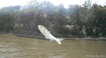 pescar,pescador,australia,saltar,pez,boomerang