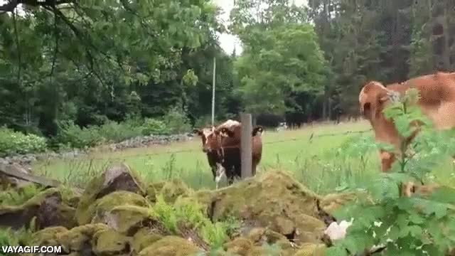 perro,vaca,amigos,reunidos,muy emotivo,valla,besos