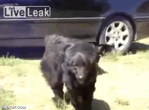 poner paz,en medio,gato,perro,pelea,separar
