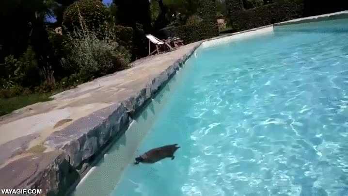 salvar,erizo,está asustado,piscina,no hubiera podido salir