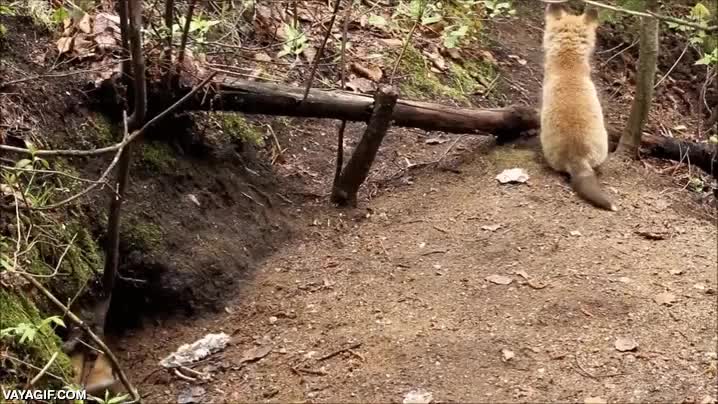 zorro,cachorros,pequeños,jugar,adorables,guarida