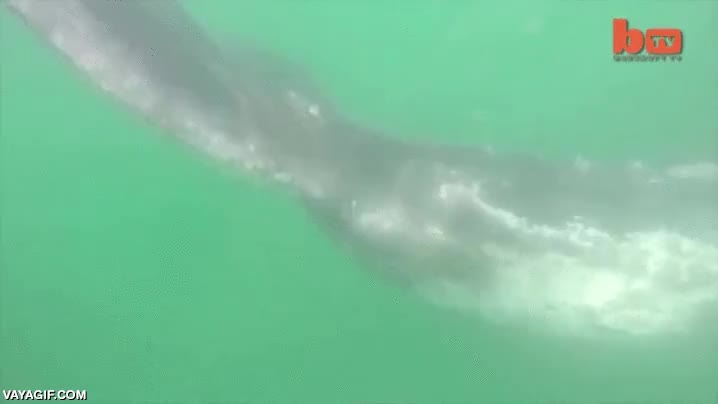 dejarse acariciar,tocar,ballena,gris,cria,experiencia m&aacute;gica