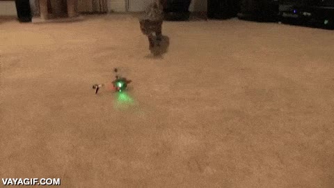 gato,dron,drones,volar,helicoptero de radiocontrol,derribar