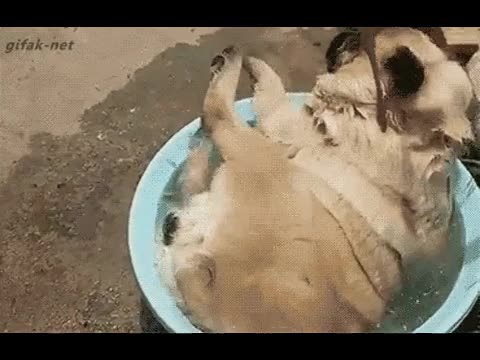 perro,postura,pose,balde,barre&ntilde;o,agua,ahora s&iacute;