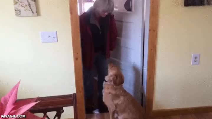 beso,esquivar,cobra canina,perro,evitar