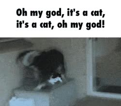 perro,gato,emocionado,excesivo,euforia