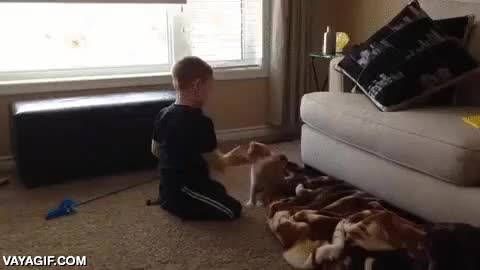 ni&ntilde;o,gato,saltar,atacar,guantazo,venganza