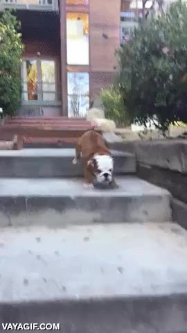 adorable,arrugas,bulldog,bowser,es famoso en internet