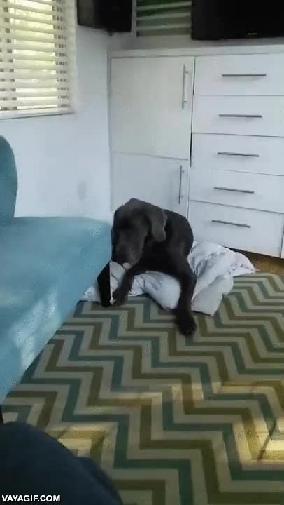 ni&ntilde;o,bebe,apartar,quitar,con lo tranquilo que estaba,perro,gran dan&eacute;s