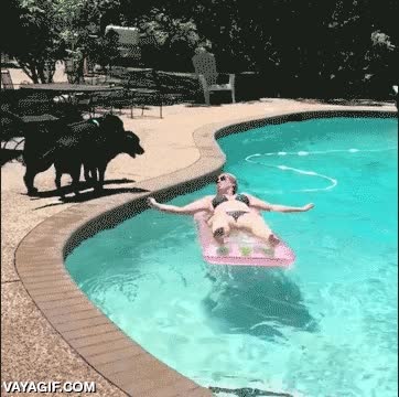 perro,saltar,tibur&oacute;n,aleta,colchoneta,por lista,fail,piscina