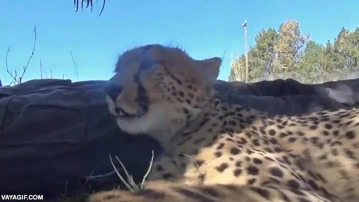 guepardo,gato grande,amigo,siesta,arbol,a la sombra