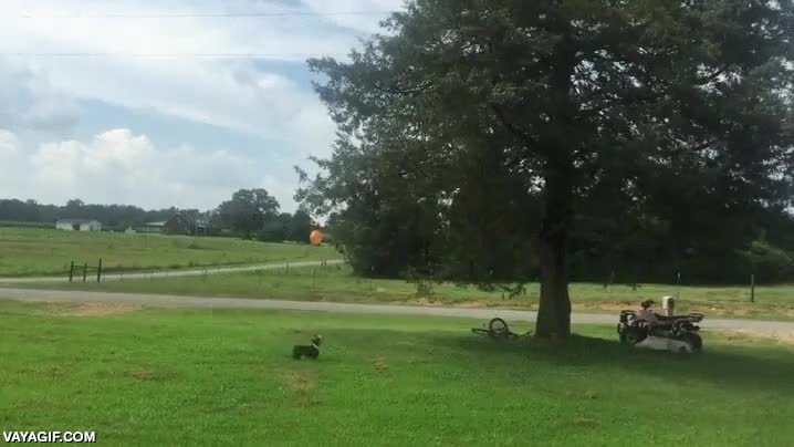 globo,jugar,perro,campo,m&aacute;s feliz que una perdiz,lanzar