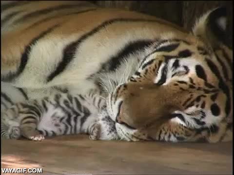 madre,increible,pequeño,cachorro,cría,diferencia de tamaño