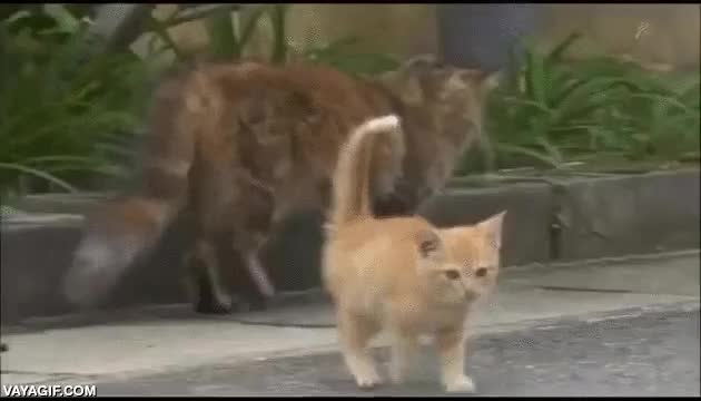 gatito,camara,subirse encima,amigo,gato