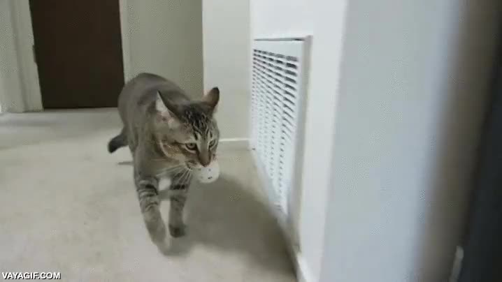 gato,vivir con un ingeniero,pelota,comida,comedero